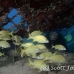 grunt_french_dome_nwp_h_0531_tci2725.jpg